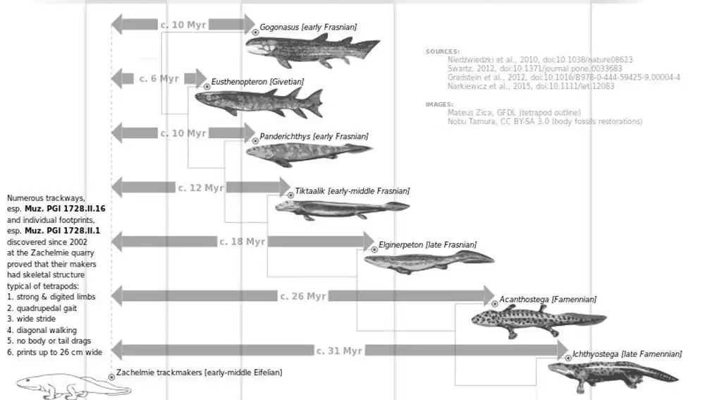 Gráfico mostrando la evolución durante el Devónico