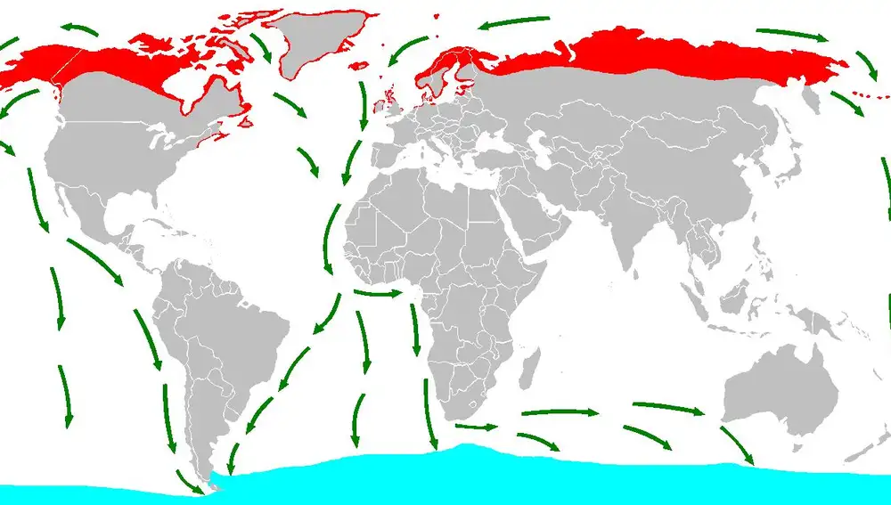 Ruta migratoria del charrán ártico. En rojo, las zonas en las que pasa el verano. En azul, los lugares a los que va en invierno.