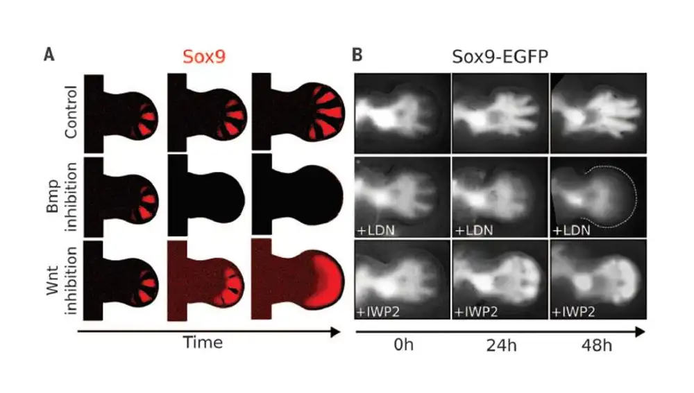 Patrones producidos por Sox9 (rojo). La inhibición del Bmp produce la pérdida de la expresión de dedos (segunda fila) y Wnt prediciendo la gradual pérdida interdigital. Del artículo: Digit patterning is controlled by a Bmp-Sox9-Wnt Turing network modulated by morphogen gradients