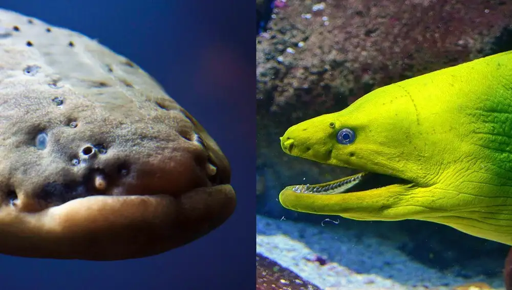 De izquierda a derecha: anguila eléctrica (Electrophorus) y morena (Muraenidae)