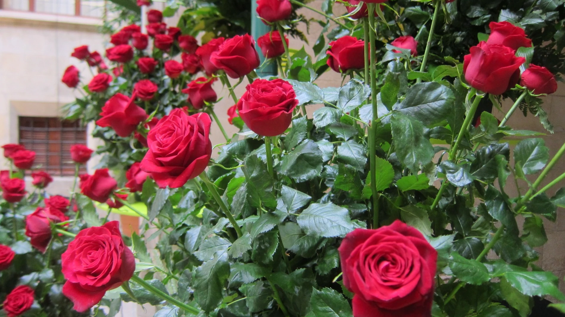 Coronavirus.- El Gremi de Floristes lanza una campaña para enviar rosas a domicilio en Sant Jordi