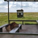 Un león recostado en el aeródromo de Musiara, Kenia