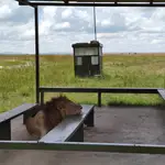  Un león se cuela en el embarque de un aeropuerto vacío por el coronavirus