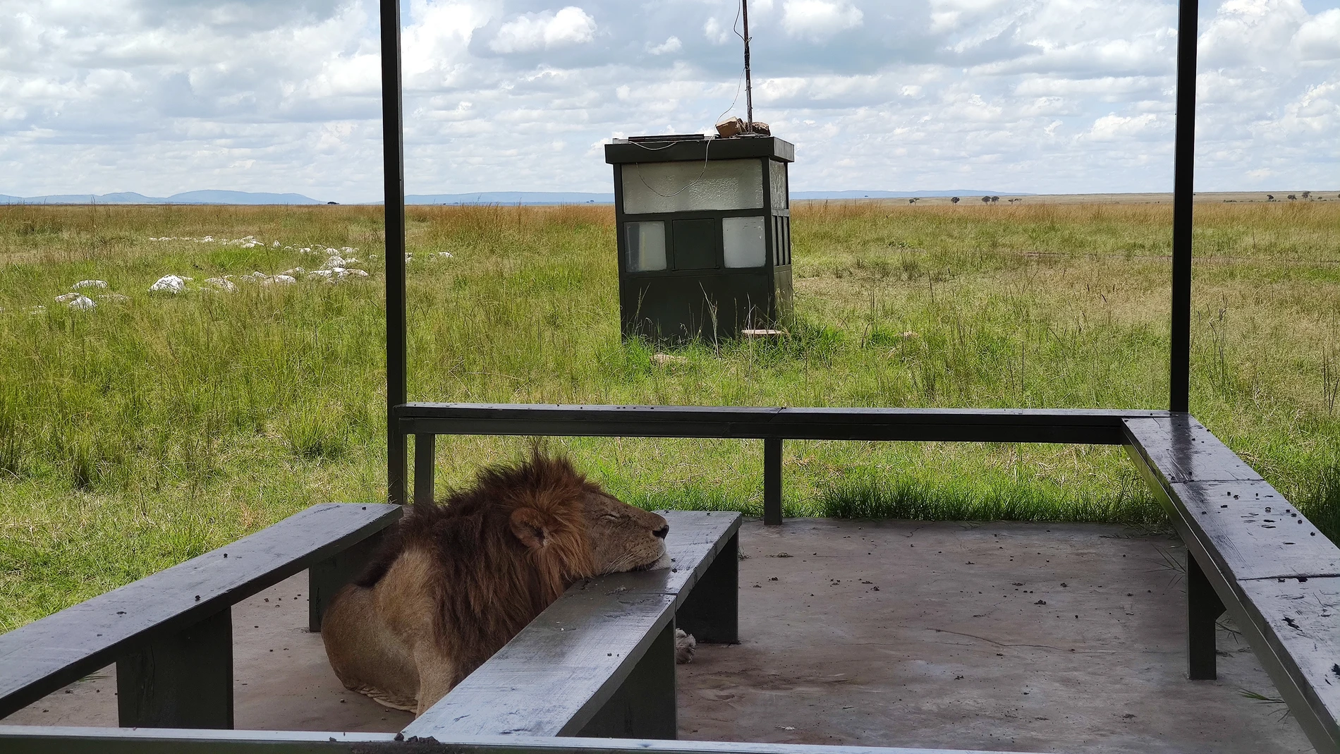 Un león recostado en el aeródromo de Musiara, Kenia