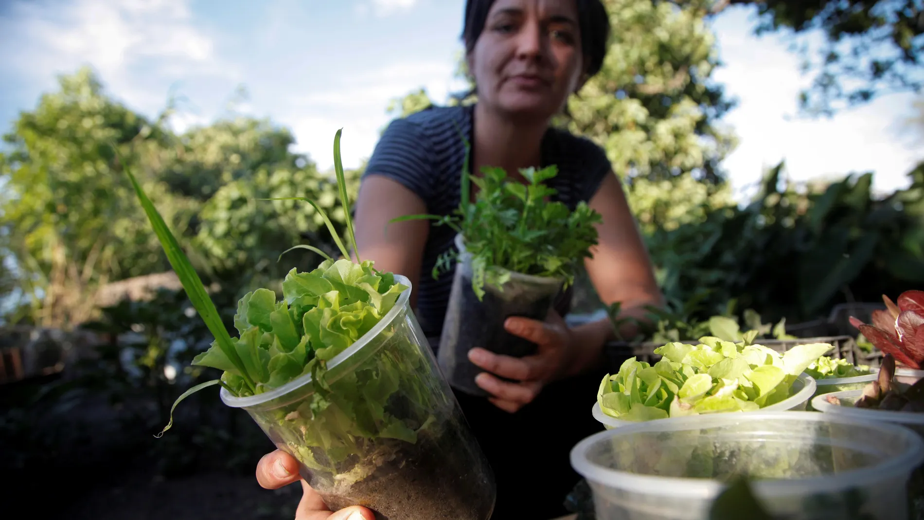 Cultivar en casa, una alternativa creciente en México ante crisis de COVID-19