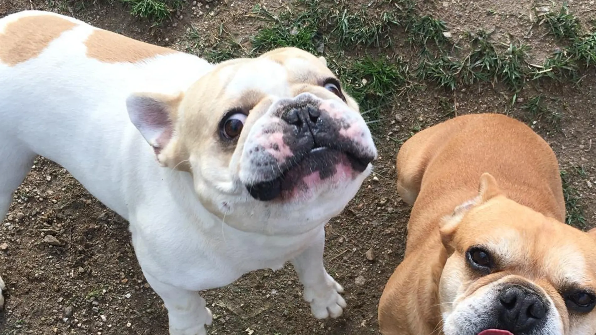 Dos perros de personal sanitario cuidados de forma gratuita en la residencia canina Happy Can de Madrid