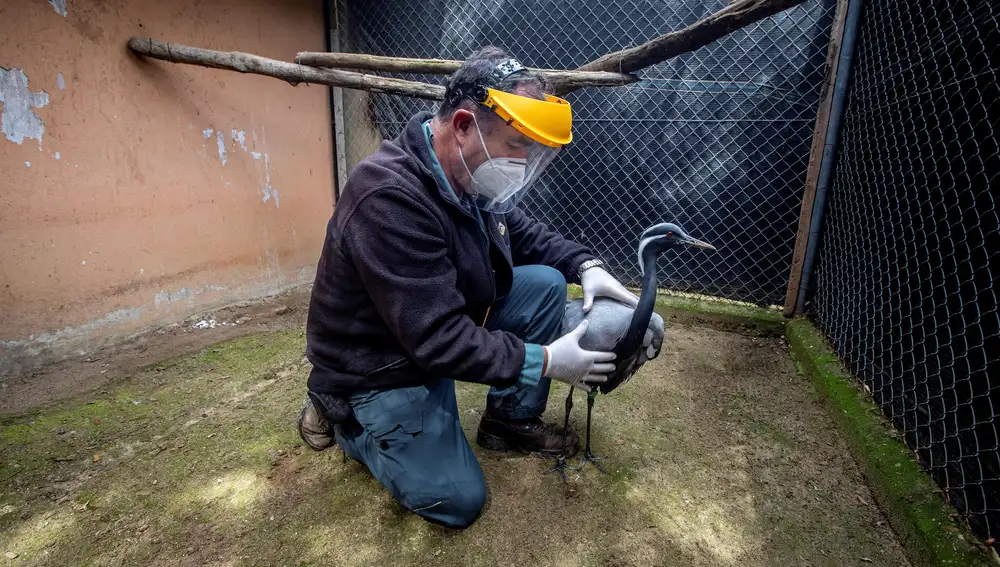 Mariano Cuadrado, biólogo conservador, atiende a una de las aves en recuperación que se encuentran en el Zoobotánico de Jerez de la Frontera (Cádiz)