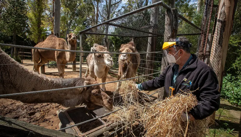 Mariano Cuadrado, biólogo conservador, da de comer a unos camellos que se encuentran en el Zoobotánico de Jerez de la Frontera Cádiz