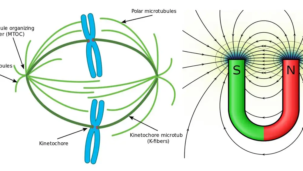 A la izquierda, huso mitótico con los microtúbulos astrales unidos a los centrómeros de dos cromosomas. A la derecha, dibujo de un imán de herradura representando las líneas de campo magnéticas.