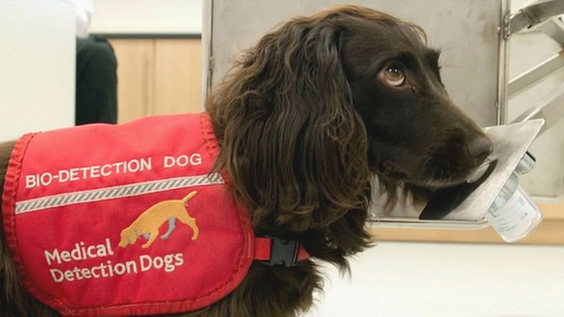 Una de los perros de la Medical Detection Dogs Program