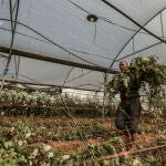 21 April 2020, Palestinian Territories, Rafah: A Palestinian florist carries carnations flowers after picking them in a greenhouse, as farmers are forced to save some and smash part of the flower crops because of lower sales due to the coronavirus pandemic. Photo: Mohammed Talatene/dpa21/04/2020 ONLY FOR USE IN SPAIN