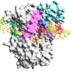 Modelo 3D de la variante mejorada de la ADN polimerasa de phi29 denominada Qualify.CNIO21/04/2020