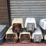 Algunos de los perros requisados en el criadero ilegal en Santa Clara, Valladolidd