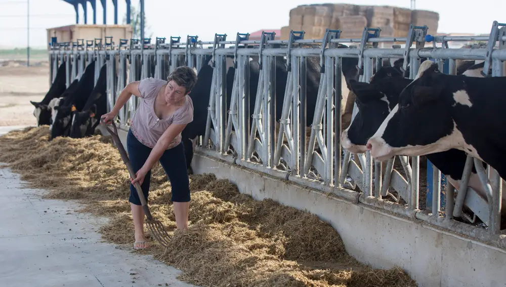 Castilla y León está libre de brucelosis bovina