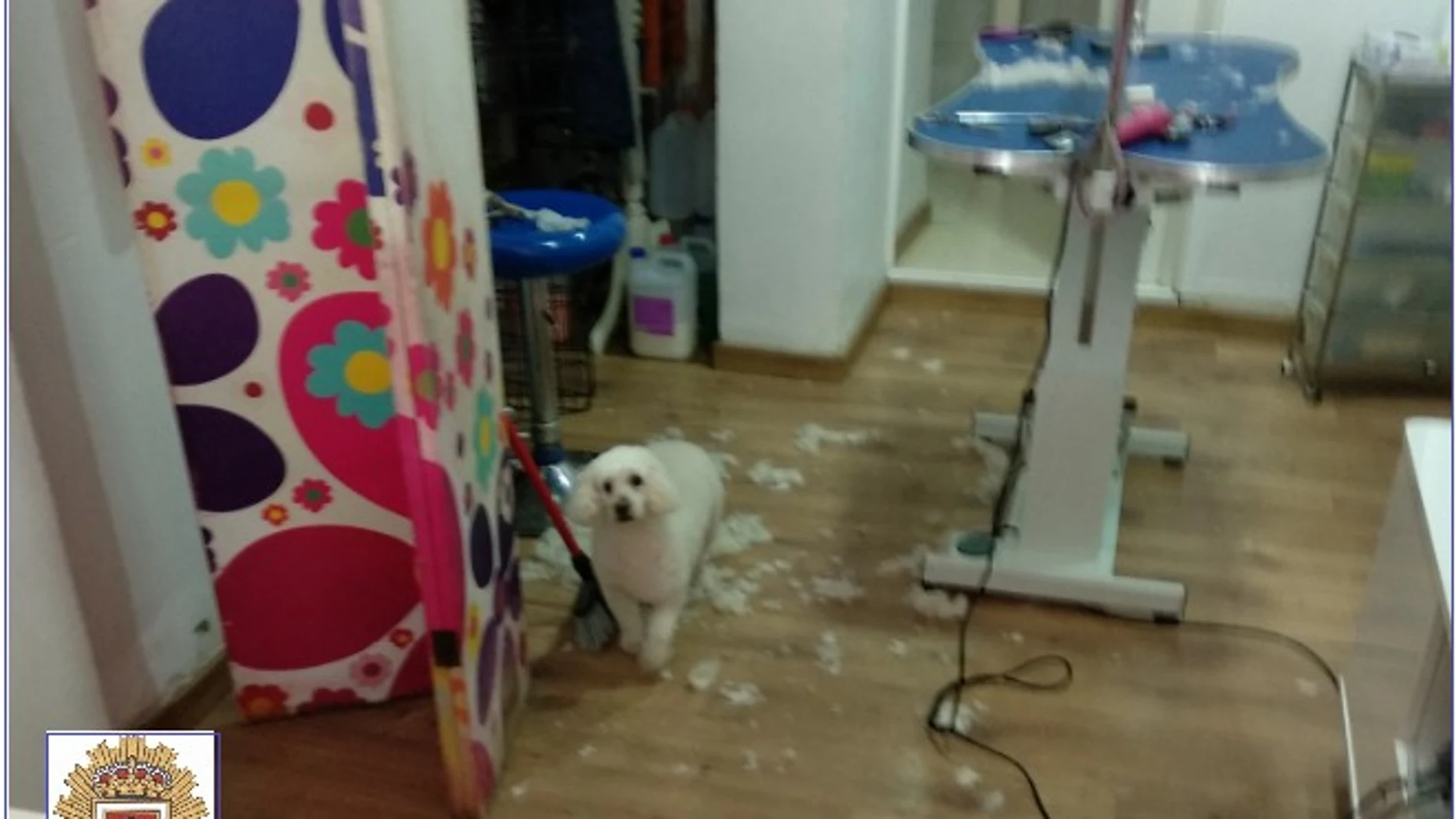 La Policía Local de Yecla impone tres denuncias en un comercio que prestaba sus servicios de peluquería canina a puerta cerrada