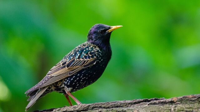 Estornino pinto (Sturnus vulgaris)