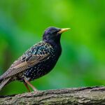 Estornino pinto (Sturnus vulgaris)