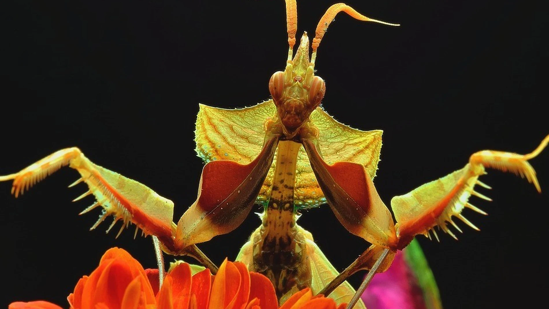 Mantis diablo de las flores