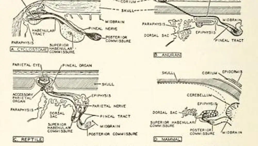 Morfología comparada del complejo pineal de A) una lamprea, B) una rana, C) un lagarto y D) un humano (Edinger 1955)