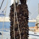 Con el inicio del estado de alarma por la pandemia del coronavirus empezó la cosecha de la clóchina de València, que espera producir más de un millón de kilos y facturar unos 3 millones, similar al año pasado, y confía en un "tirón" del consumo tras el confinamiento para salvar la temporada.