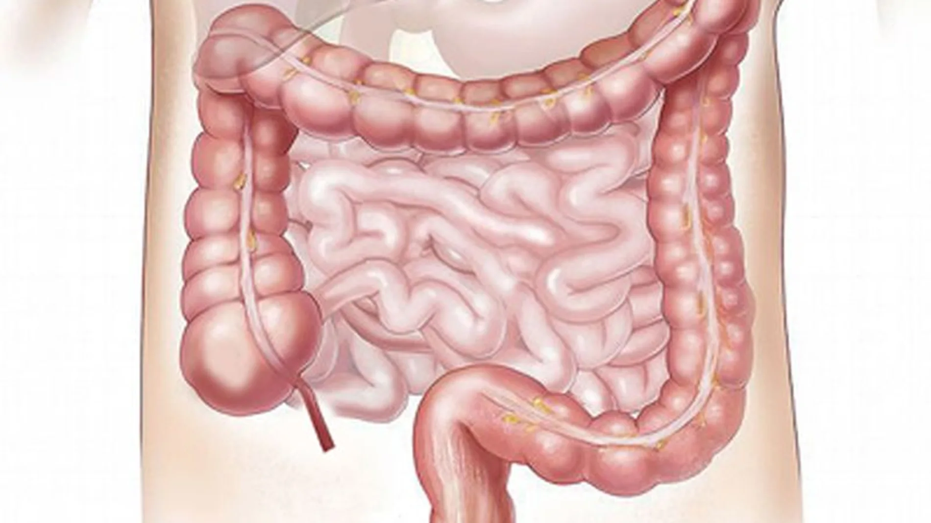 La investigación sobre el sistema de comunicación bidireccional a través del conocido como eje intestino-cerebro es un campo de investigación en crecimiento