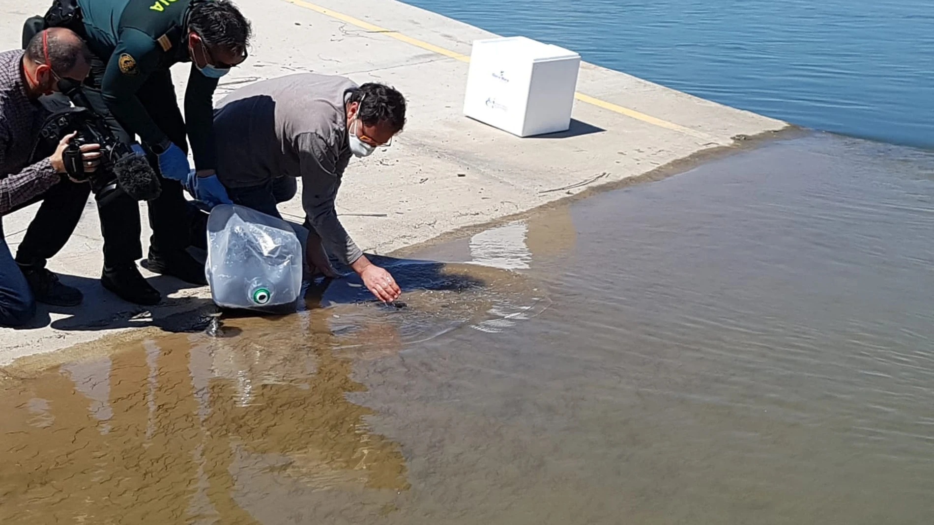 Devuelven al medio natural 19,5 kilos de angulas en Tarragona con las que se traficaba