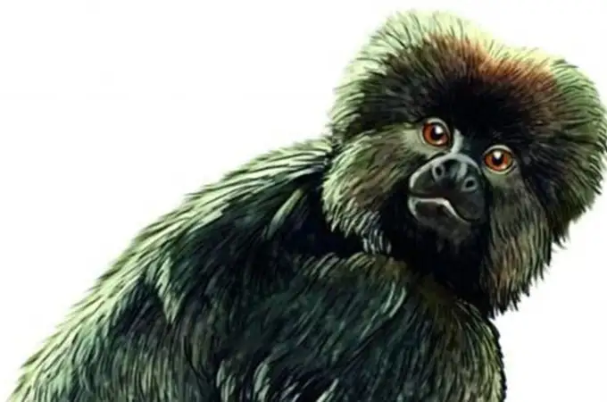Monos prehistóricos cruzaron el Atlántico en balsa rumbo a Sudamérica 
