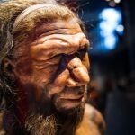 Crean minicerebros de Neandertales
