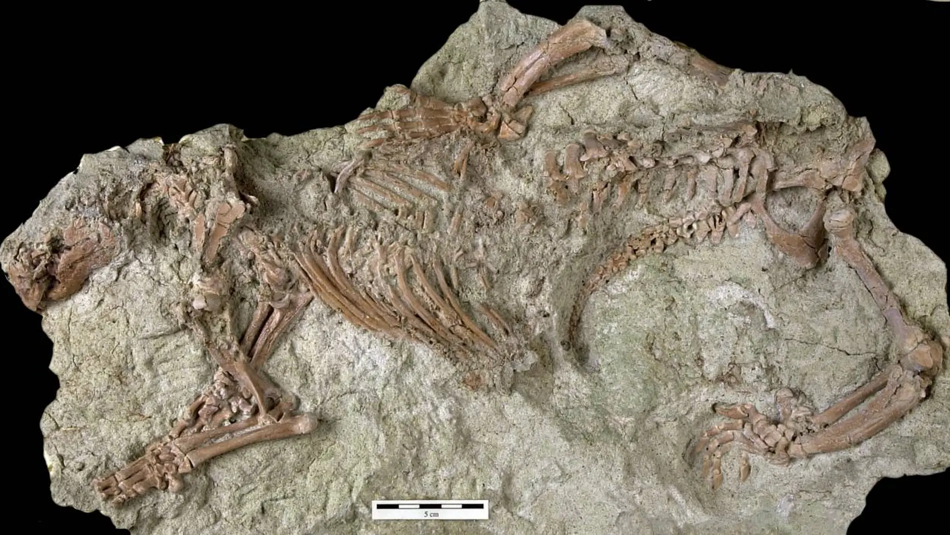 Fósil del esqueleto de 'Adalatherium hui', un nuevo mamífero gondwanaterio hallado en Madagascar. / Marylou Stewart