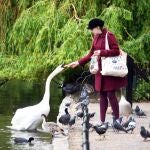 Una mujer alimenta a un cisne en St James's Park en Londres