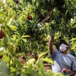 Un trabajador recolecta nectarinas en un campo en Carlet, Valencia