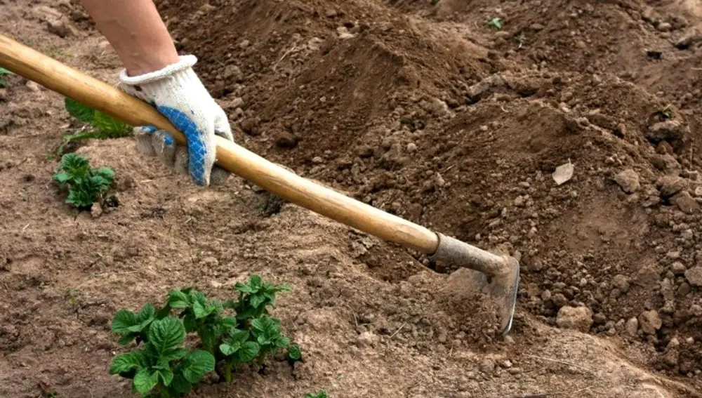 Por mi mano plantado, tengo un huerto