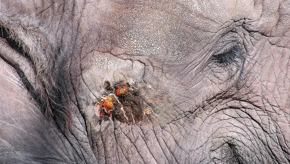 Elefante africano en must, con secrección solidificada sobre la glándula temporal.