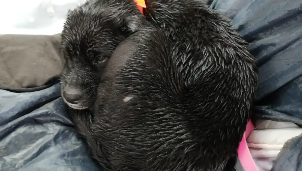 Buba, perro rescatado en La Cañada durante el confinamiento con parvovirus