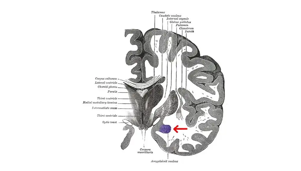 Dibujo anatómico del cerebro indicando una de las dos amígdalas cerebrales.