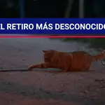 Los gatos se adueñan del Parque del Retiro de Madrid