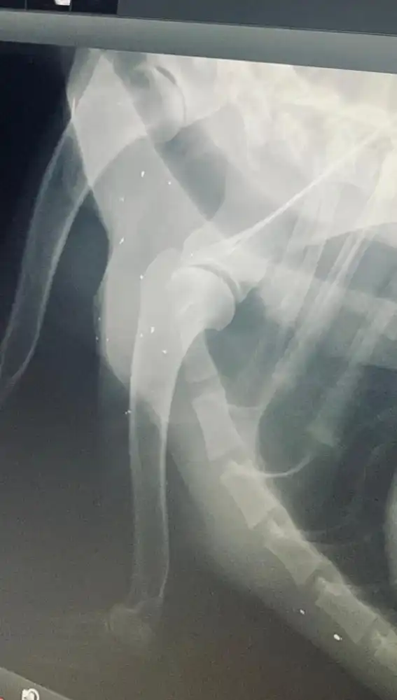 Radiografía de Elko, el perro policía de los GEO herido en un tiroteo