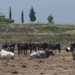 Los ganaderos de toros de lidia se sienten discriminados por la Conselleria