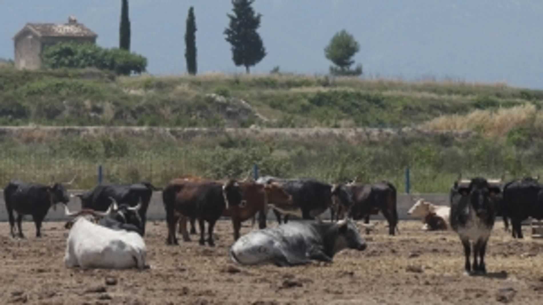 Los ganaderos de toros de lidia se sienten discriminados por la Conselleria