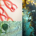 Tres linajes de algas: alga roja, alga verde y alga marrón