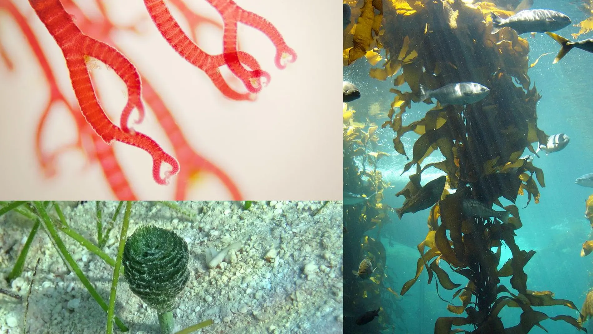 Imágenes de tres algas de tres linajes diferentes: un alga roja, un alga verde y un alga marrón.