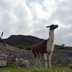 AME8221. MACHU PICCHU (PERÚ), 07/05/2020.- Fotografía de archivo fechada en enero de 2017 que muestra una llama en la ciudad de histórica de Machu Picchu (Perú). Teodosio Huanca, si cabe el mayor experto global en llamas, está sorprendido y "muy interesado" ante la noticia de que los anticuerpos de ese camélido den esperanza en la lucha contra el COVID-19, virtud que se une a su más prosaica pero igualmente loable capacidad para abatir la inseguridad alimentaria. EFE/ Juan Carlos Gómez