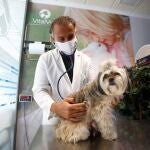 Antonio Cabezuelo ausculta a uno de sus pacientes en su clínica veterinaria en Córdoba