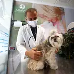 Antonio Cabezuelo ausculta a uno de sus pacientes en su clínica veterinaria en Córdoba