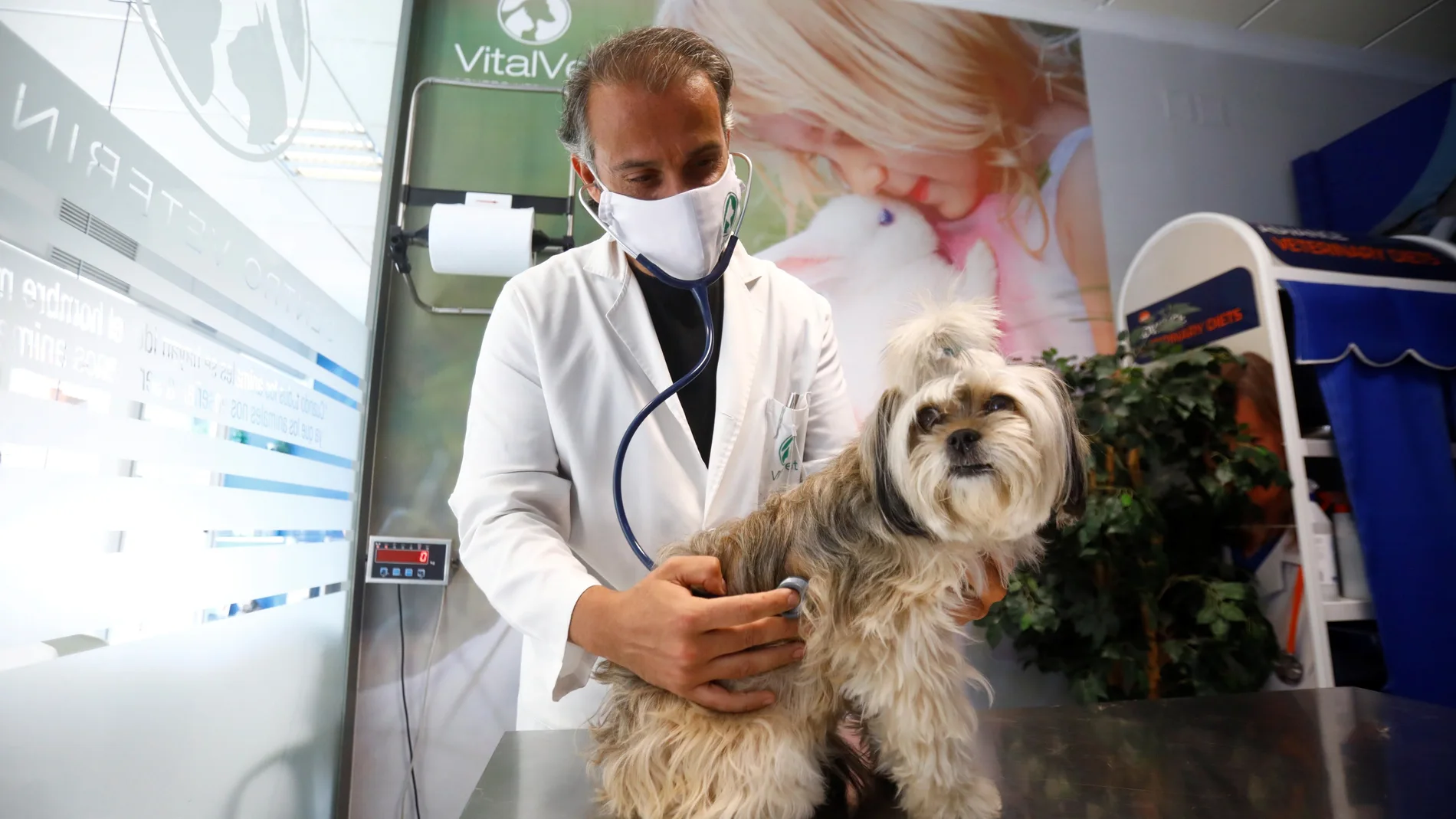 Veterinarios: no se ha probado que las mascotas transmitan la COVID a humanos