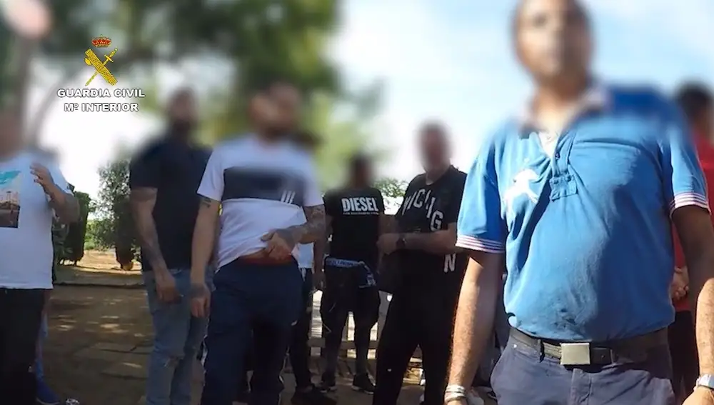 Denunciadas 83 personas en El Palmar de Troya reunidas para realizar una pelea de gallos clandestina