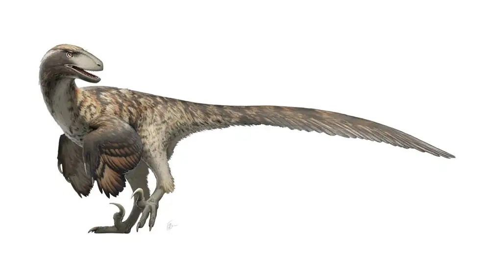 Una recreación del aspecto que podía tener Deinonychus antirrhopus, con el cuerpo cubierto de plumas y las características garras retráctiles en los pies, que seguramente eran armas formidables durante sus expediciones de caza.