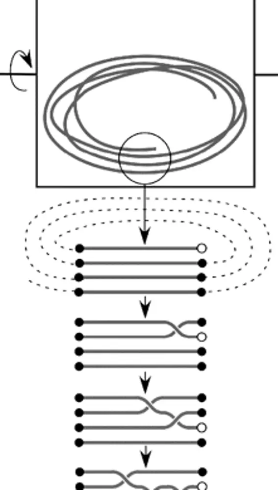 Esquema del mecanismo de formación de nudos obtenido por el modelo del estudio de Dorian M. Raymer et al. En cuanto la cuerda se enrolla, los movimientos aleatorios pueden acabar introduciendo uno de los extremos entre los segmentos paralelos y formando un nudo.