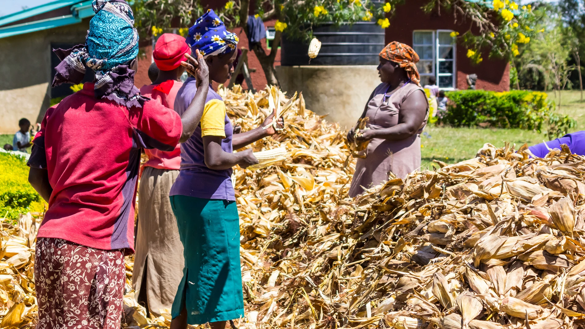 Africa, mujeres, trabajadoras, agricultura