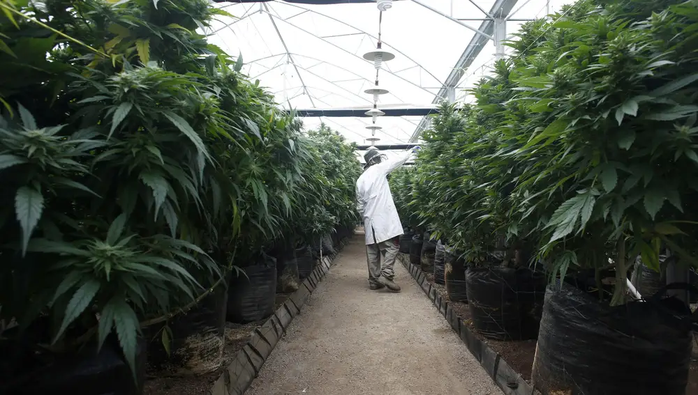 Un empleado controla plantas de marihuana para su uso medicinal en Israel.